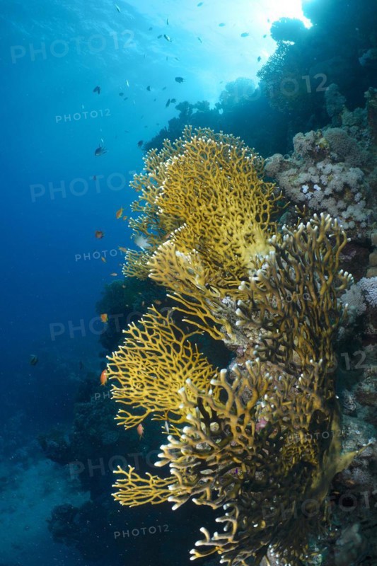 Net fire coral