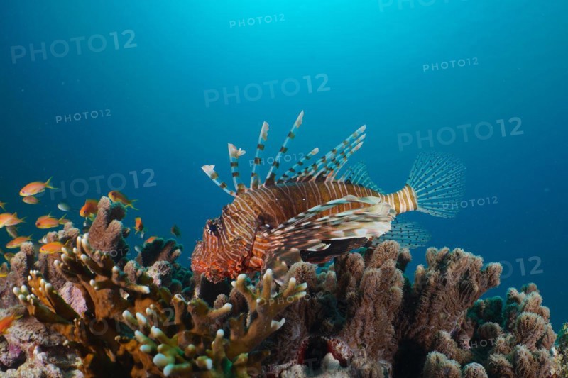 An common lionfish