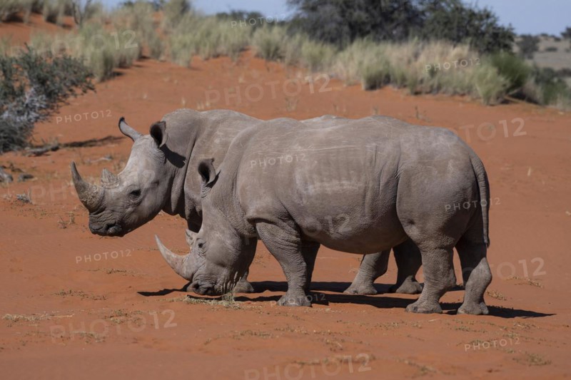 2 white rhinoceroses