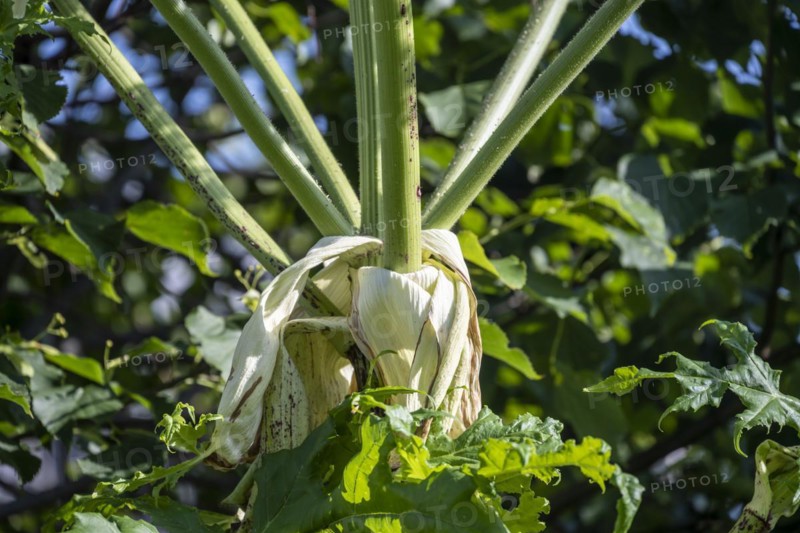 Giant hogweed stem
