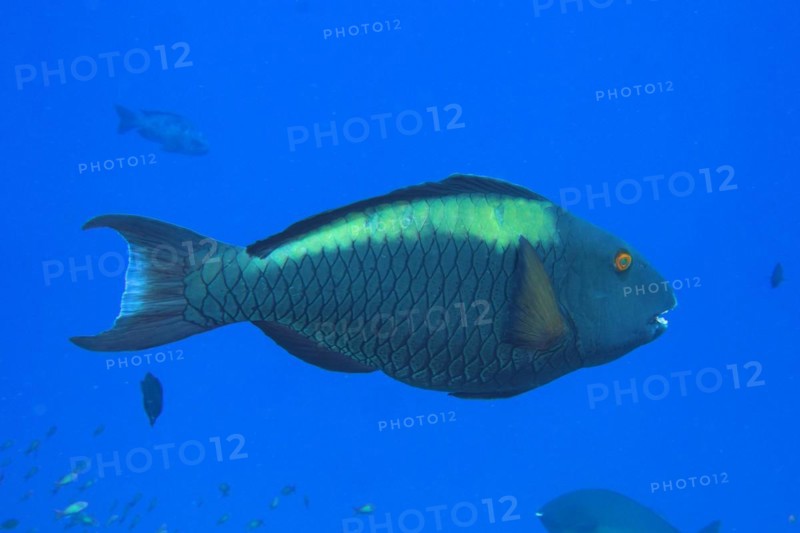 Bicolour parrotfish