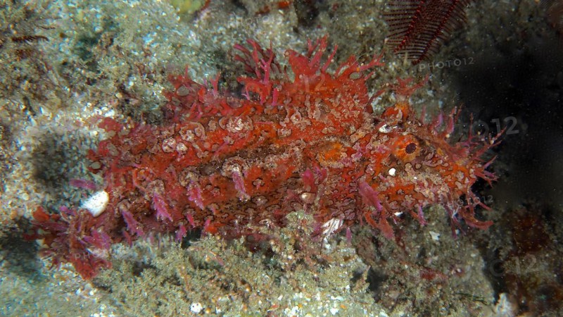 Popeyed scorpionfish