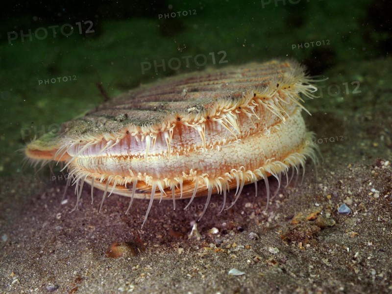 Scallop