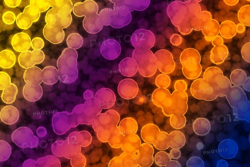 Shape of bacterial cell: cocci
