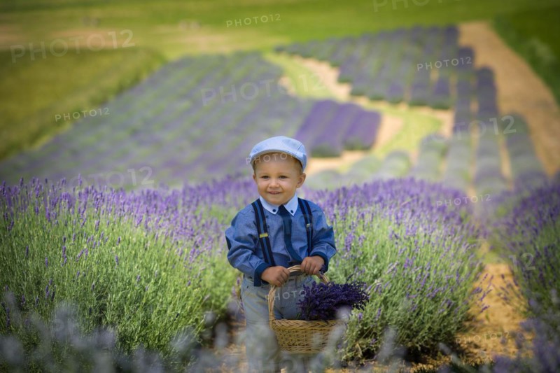 Beautiful little boy on a sunny day in a lavender field. Poland