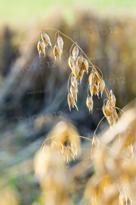 Seed oat