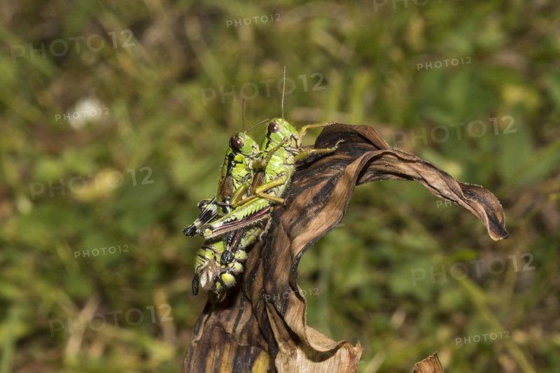 Southwest alps mountain cricket