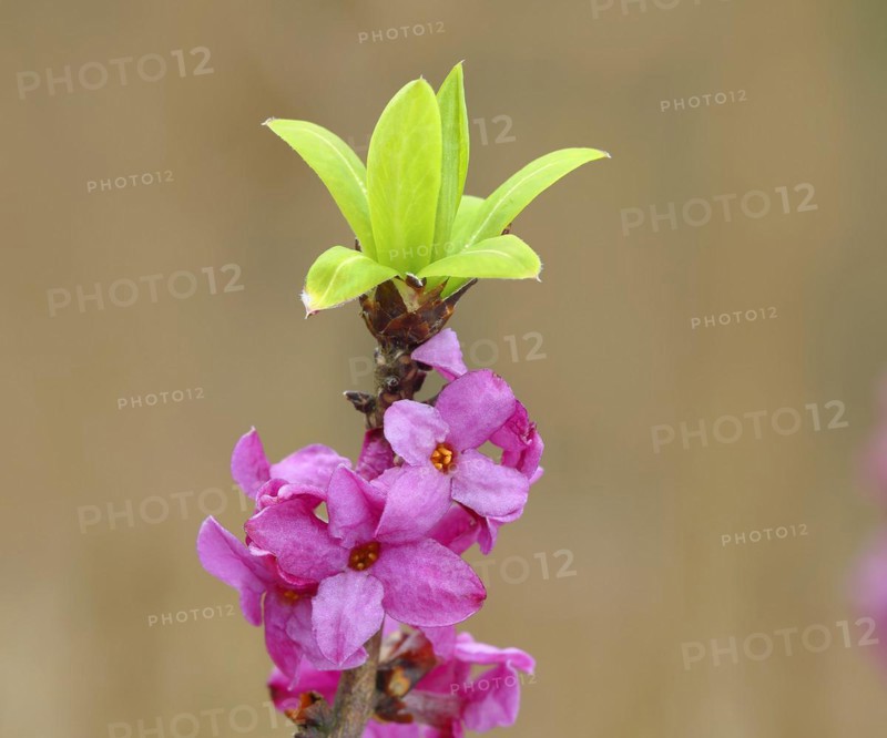 Daphne