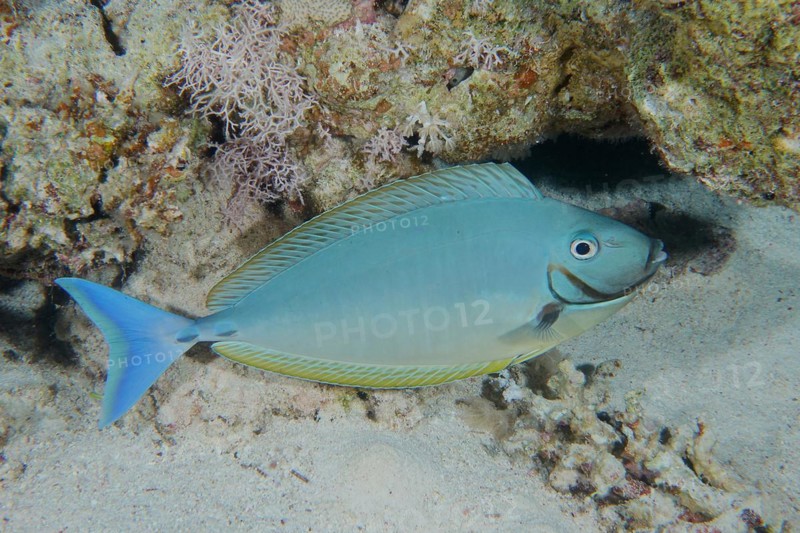 Blue-tailed nose doctor