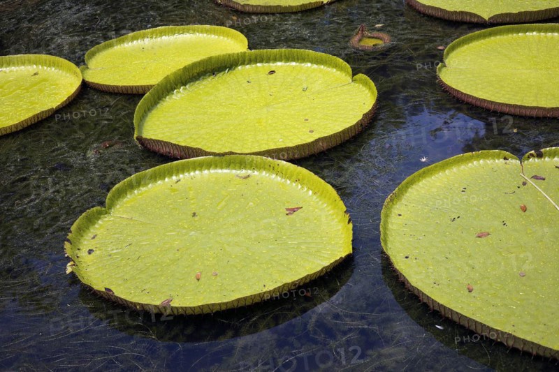 Large green leaves of Victoria amazonica