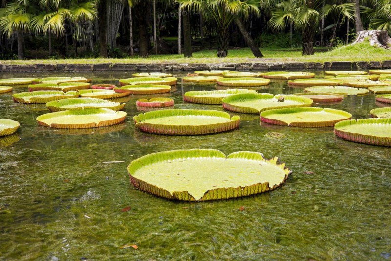 Large green leaves of Victoria amazonica