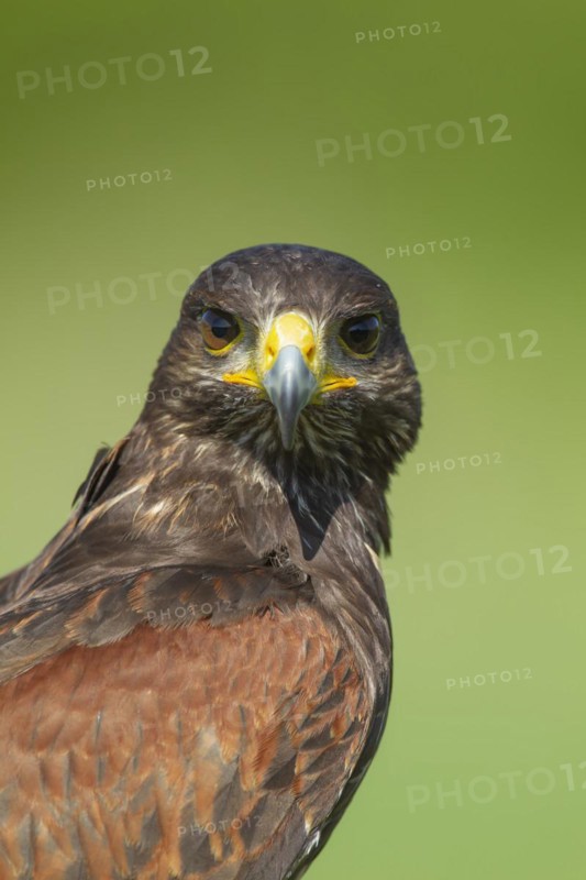 Harris hawk