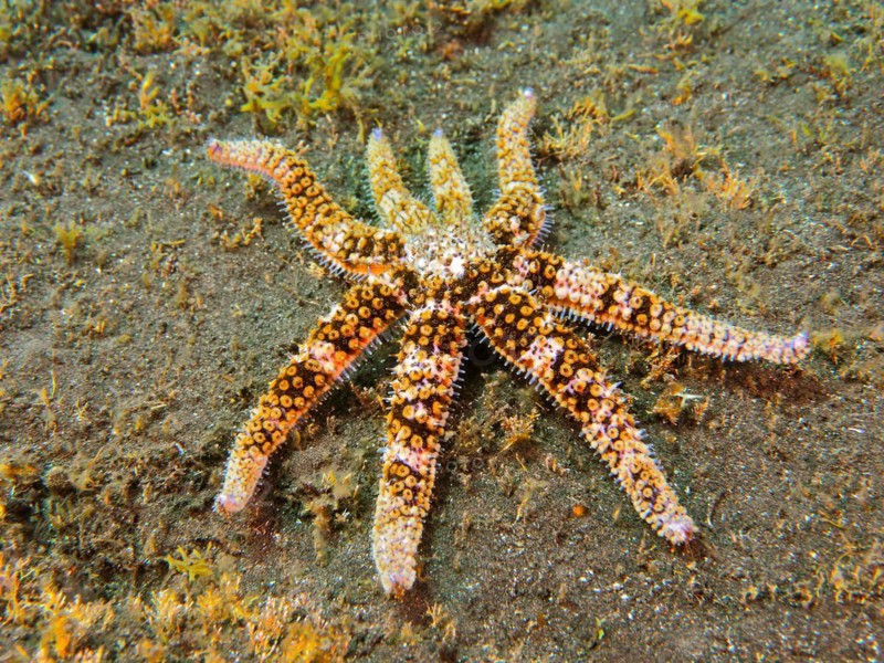 White starfish