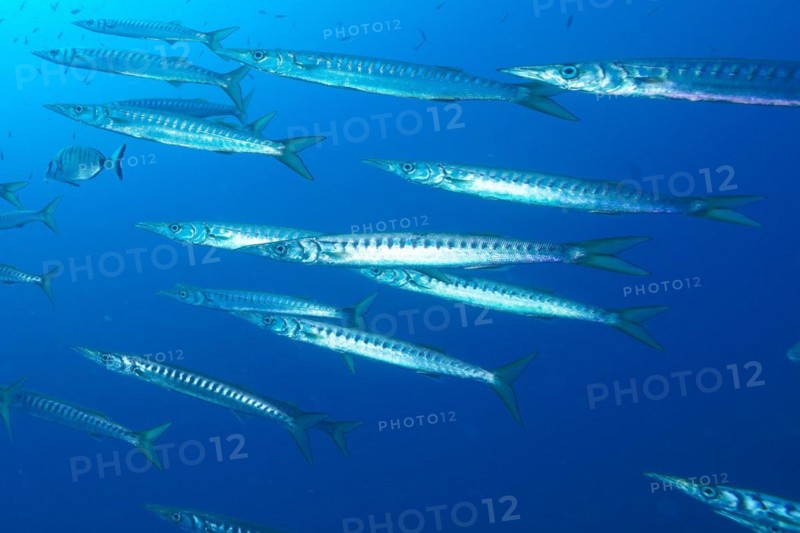 Group