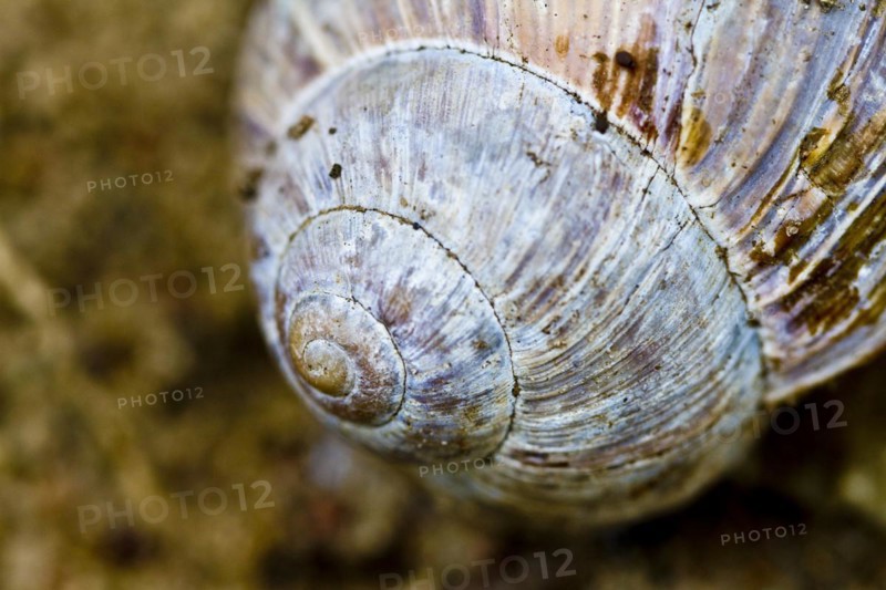 Burgundy snail