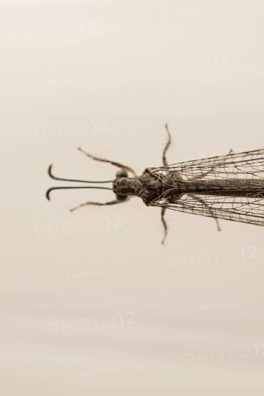 Fly resting on window curtain