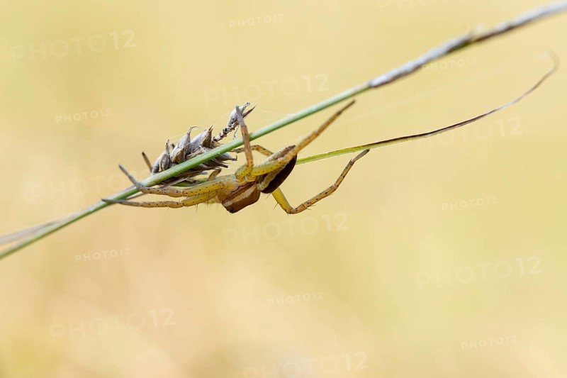 Raft spider