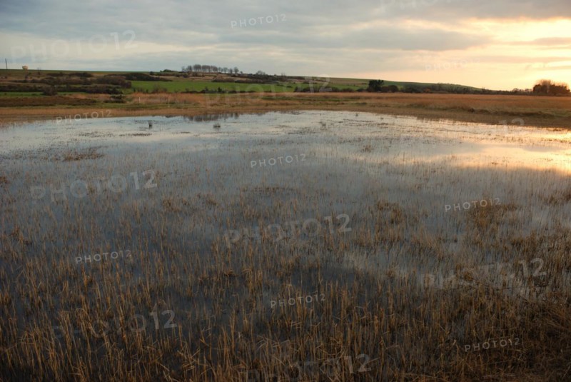 Marsh