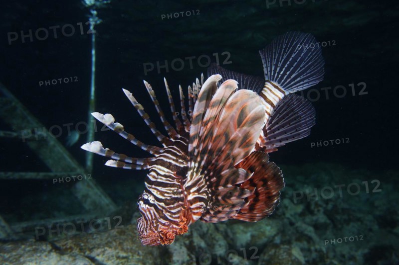 Pacific red lionfish