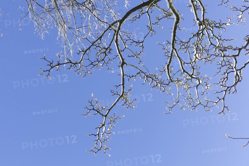 Snowy magnolia buds on tree branches in winter