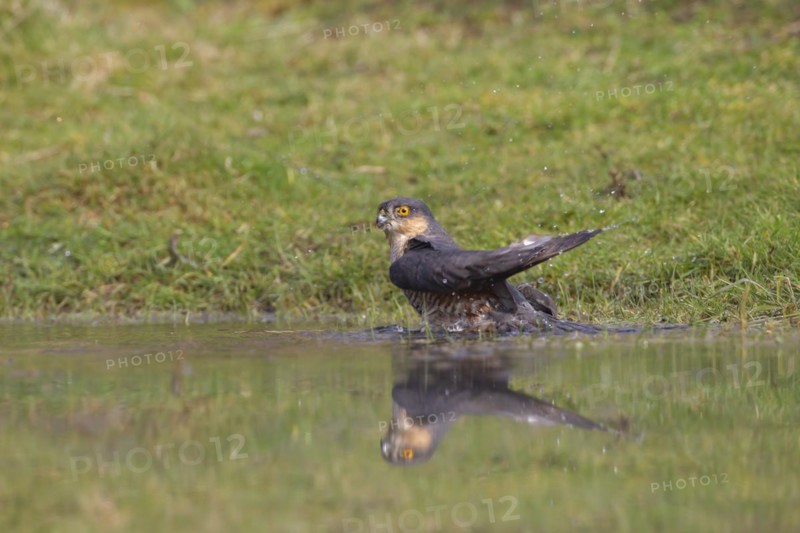 Sparrowhawk