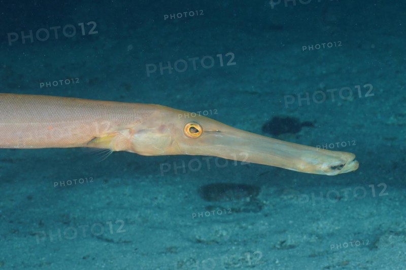Close-up of atlantic cornetfish