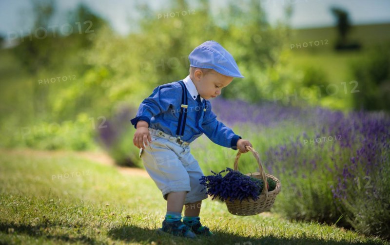 Beautiful little boy on a sunny day in a lavender field. Poland