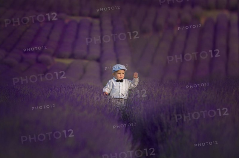 Beautiful little boy on a sunny day in a lavender field. Poland