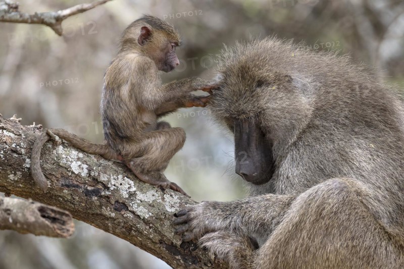 Olive baboon