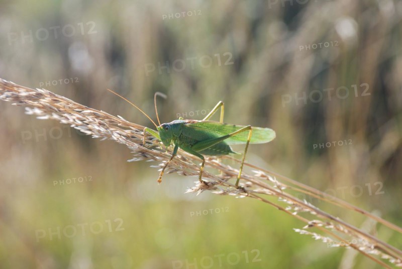 Green grasshopper
