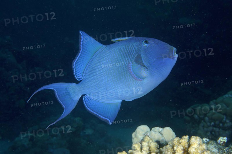 Blue triggerfish