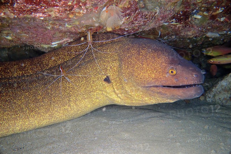 Yellow-edged moray