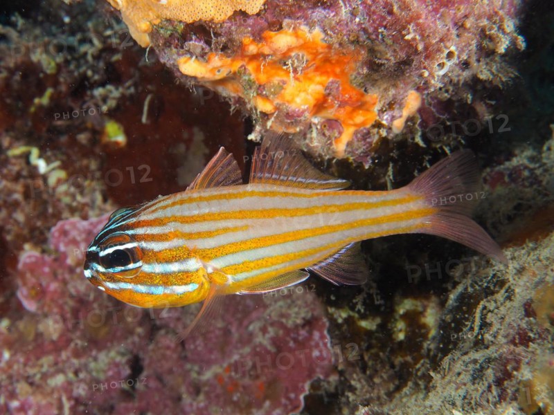 Golden-striped cardinalfish