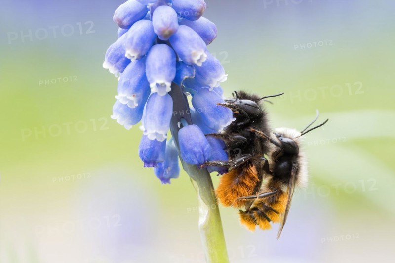 Hornfaced bee
