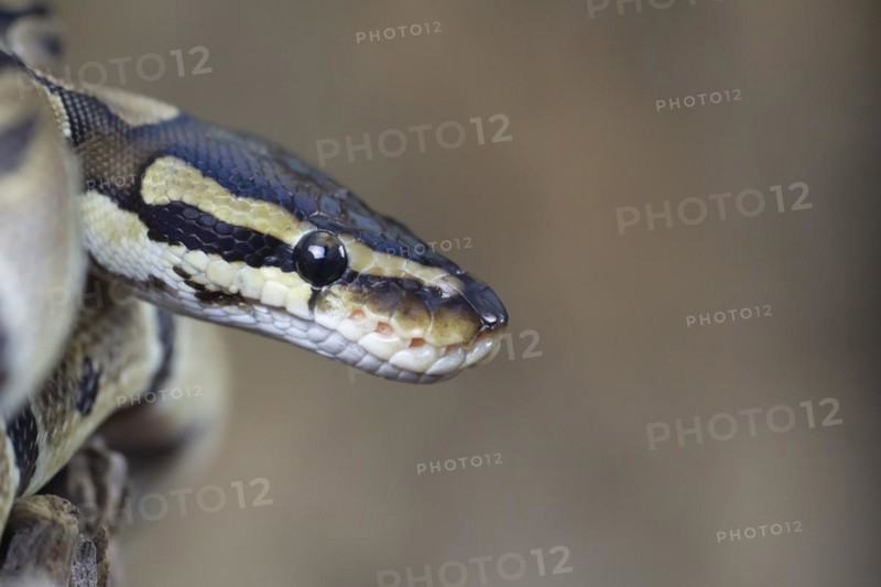 Royal python