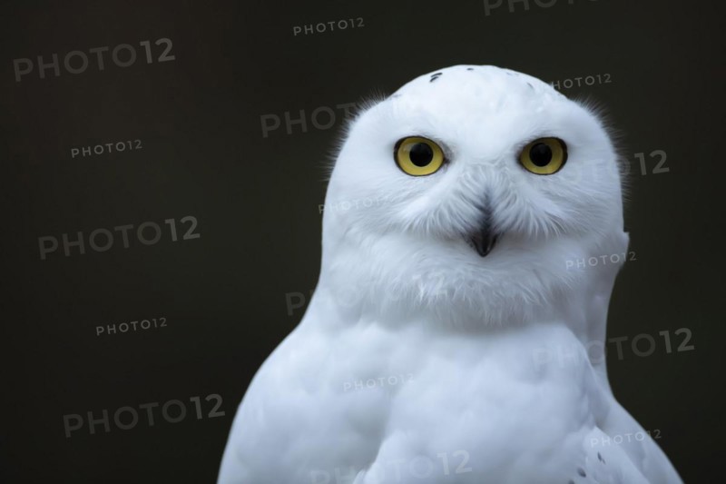 Snowy owl
