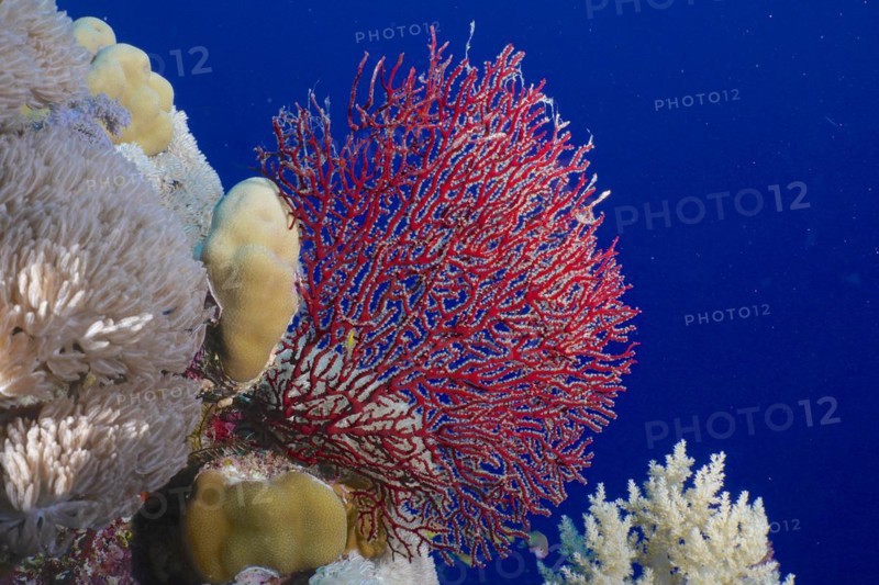 Red knot coral