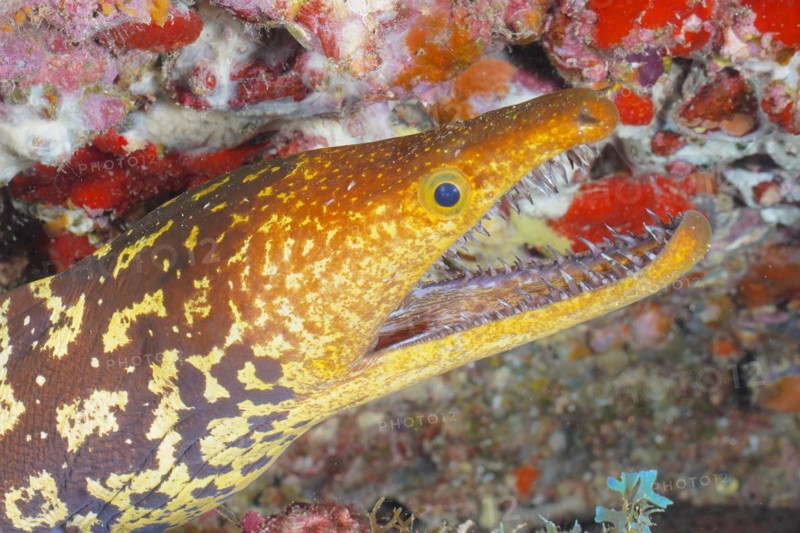 Close-up of fangtooth moray