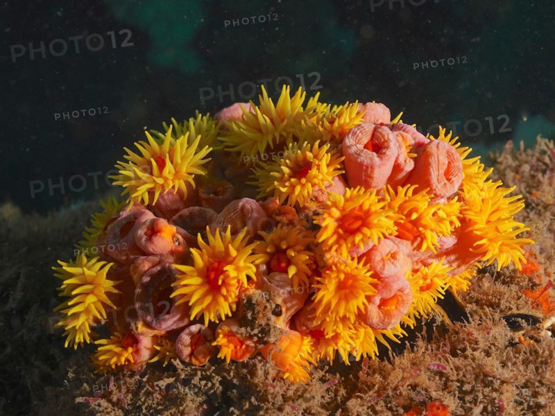 Orange cup coral