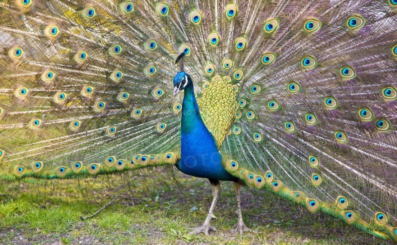 Peacock