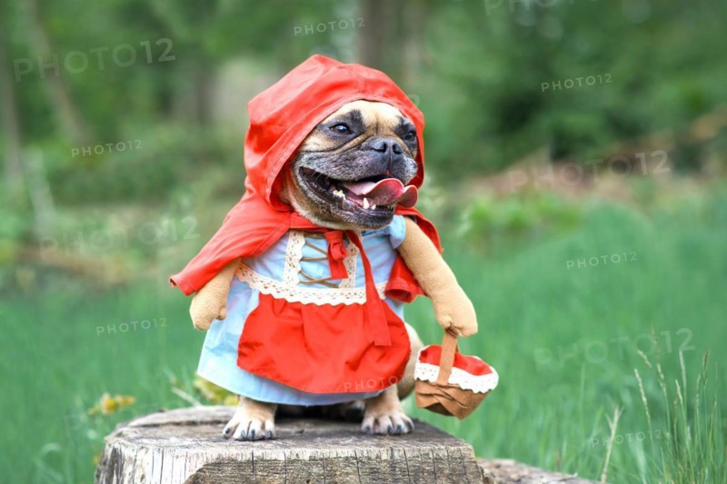 Funny French Bulldog dos dressed up as fairytale character Little Red Riding Hood with full body costumes with fake arms wearing basket in forest