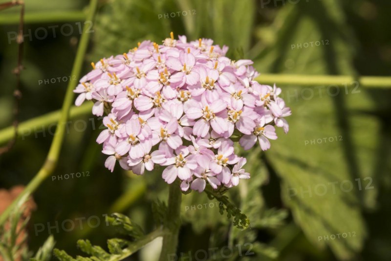 Pale red meadow yarrow