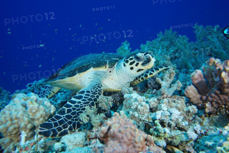 Hawksbill sea turtle