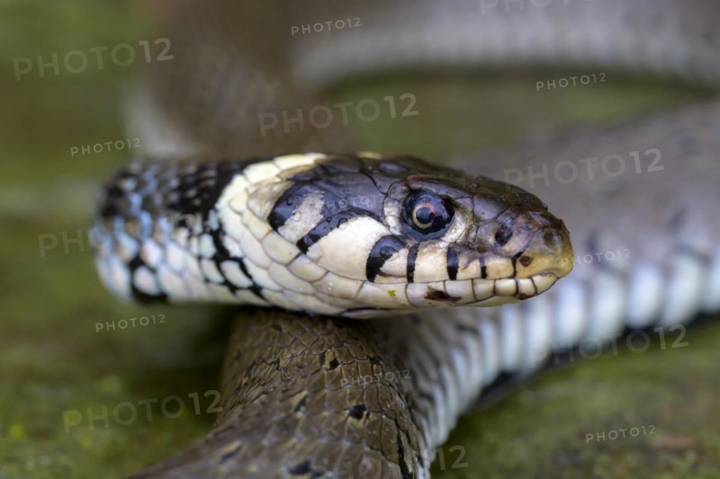 Grass snake