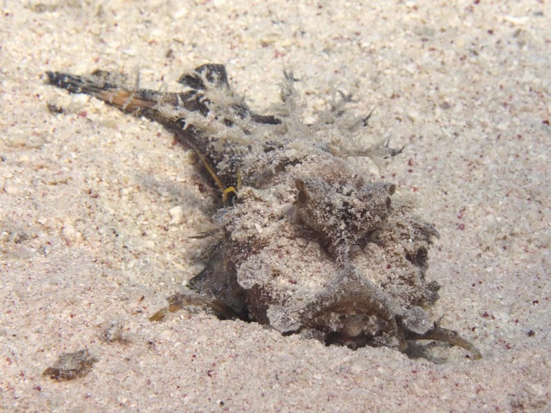 Portrait of filament-finned stinger