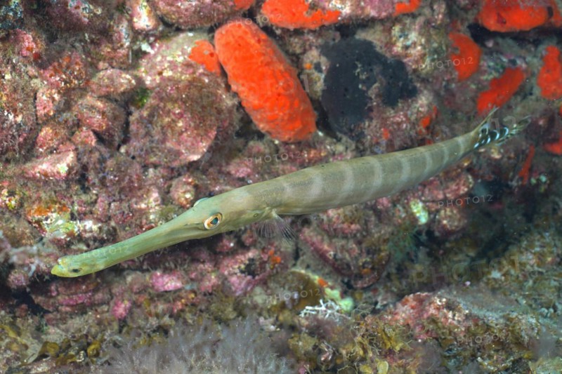 Atlantic cornetfish