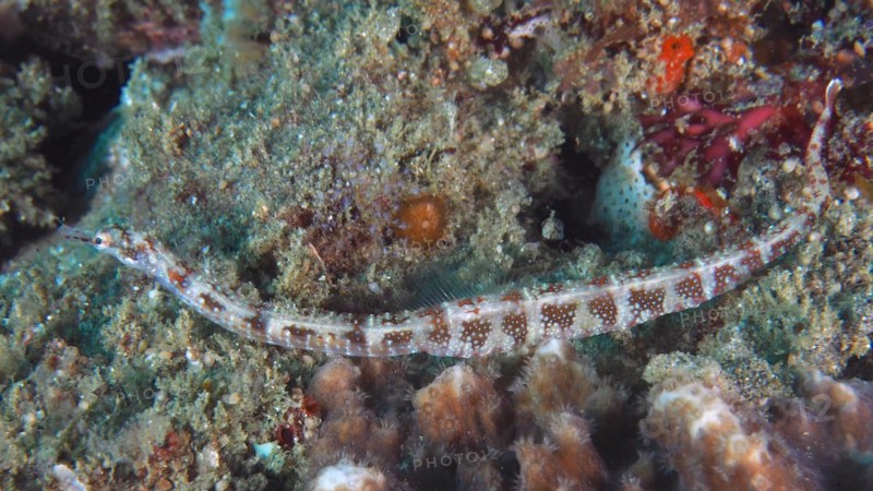 Network pipefish
