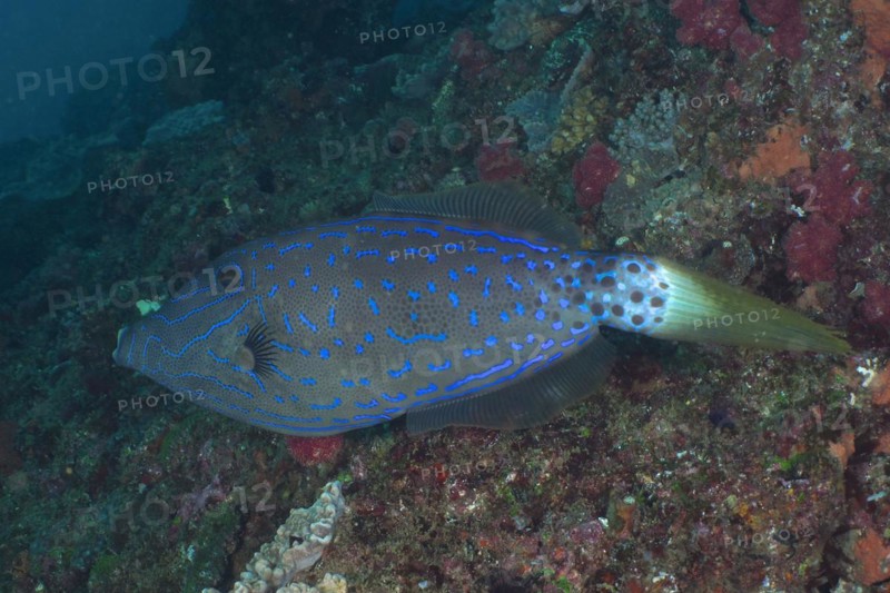 Scrawled filefish