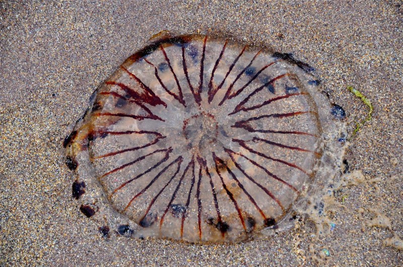 Stranded compass jellyfish
