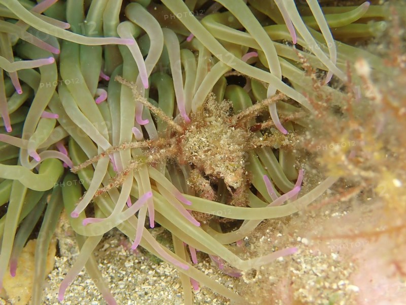Long-legged ghost crab